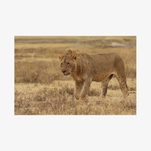 2 Days Tarangire and Ngorongoro Group Camping Safari, Family of 3